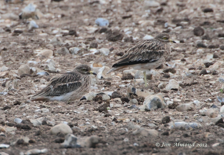 Stone Curlew x 2 Norfolk 26 9 11  IMG_1554